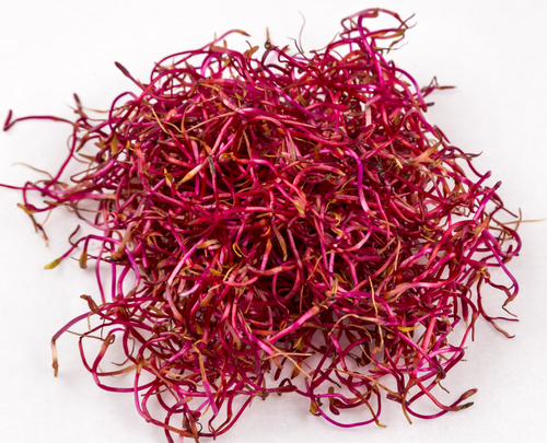 BEETROOT SPROUTS 