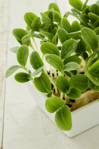 MICRO BORAGE CRS