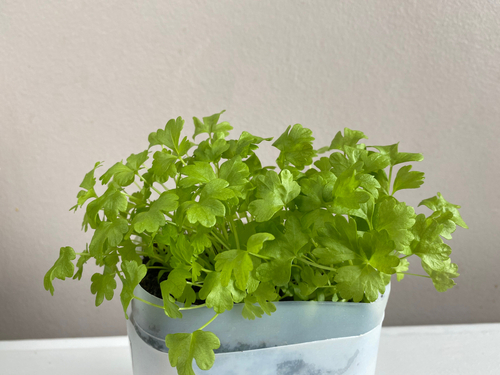 MICRO CELERY 