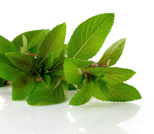 MICRO CHOCOLATE MINT  