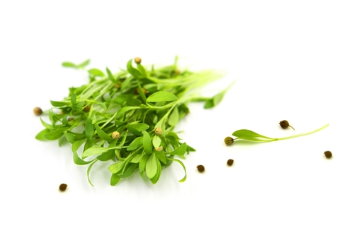 MICRO CORIANDER  