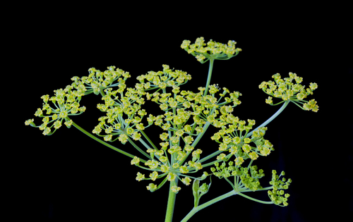 MICRO DILL CROWN 