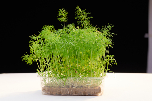 MICRO FENNEL 