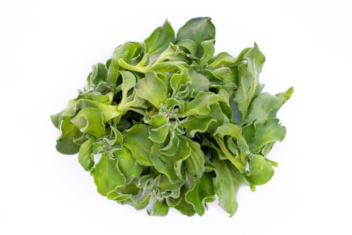 MICRO ICE LETTUCE   