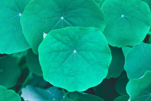 NASTURTIUM BLUE 