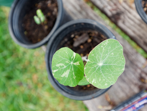 NASTURTIUM ALASKA 