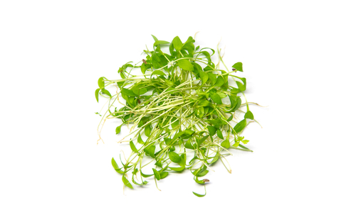 MICRO PARSLEY 