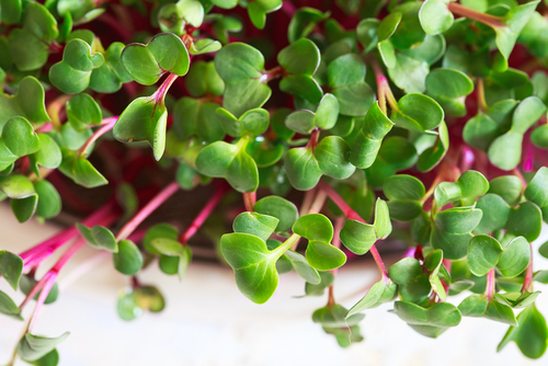 MICRO PINK STEM RADISH  