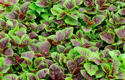 MICRO RED VEIN SORREL 