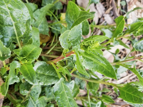 MICRO SEA BEET 