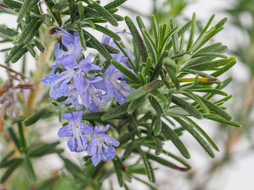 MICRO SEA ROSEMARY