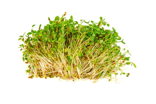 MICRO THYME CRESS