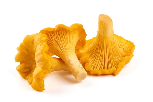 MUSHROOM GIROLLE 