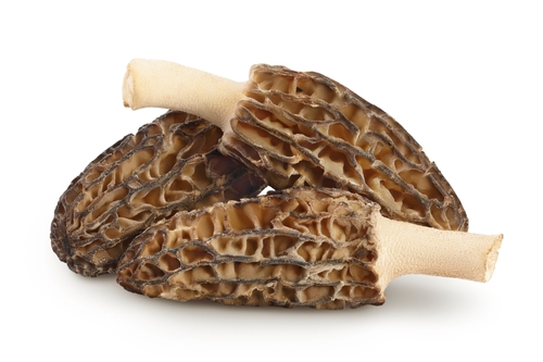 MUSHROOM MOREL  