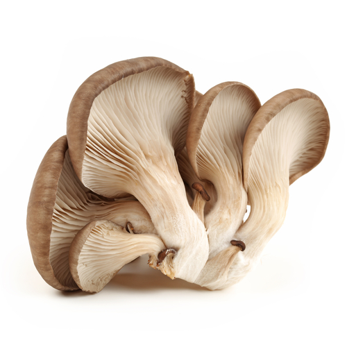 MUSHROOM OYSTER  