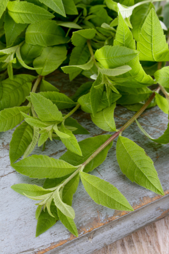 LEMON VERBENA