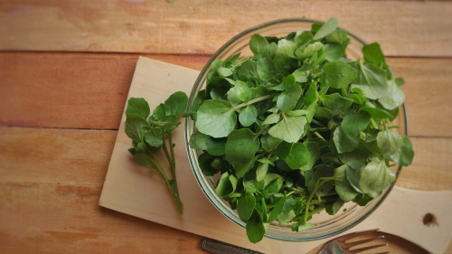 MICRO WATERCRESS 