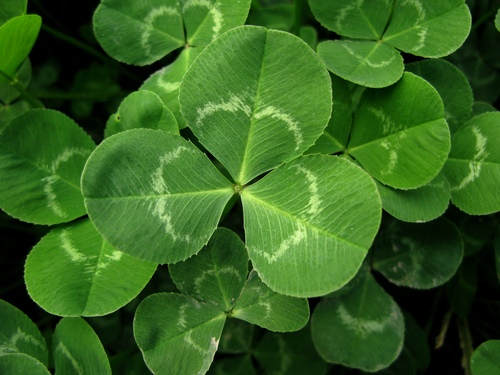 MICRO WOOD SORREL