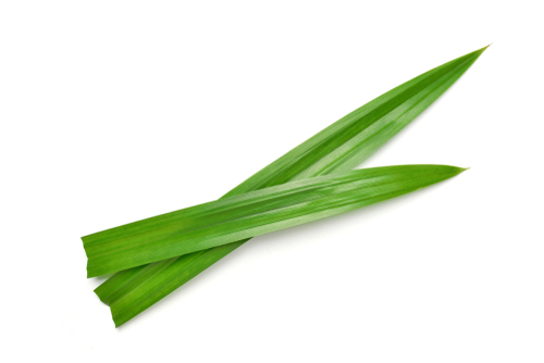 PANDAN LEAF 