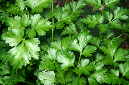 PARSLEY FLAT ITA