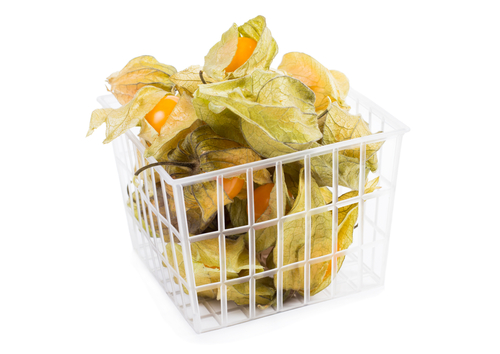 PHYSALIS PUNNET 