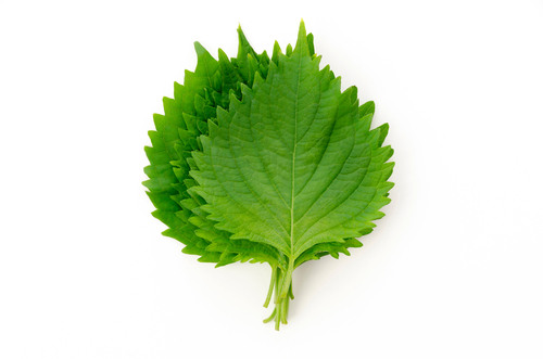 SHISO LEAF GREEN