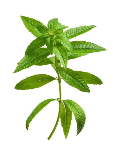 LEMON VERBENA 