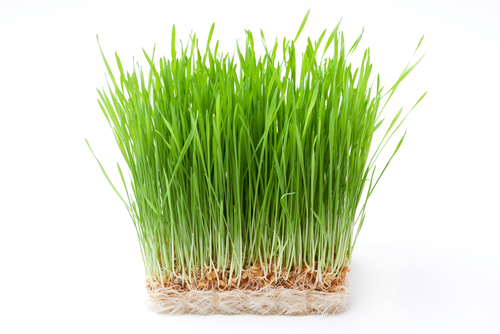 WHEAT GRASS TRAY  